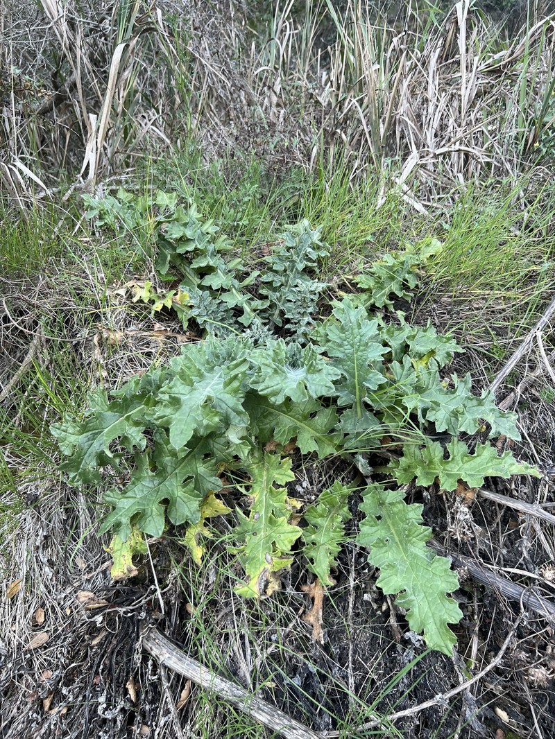 Cirsium fontinale var. obispoense photo 8