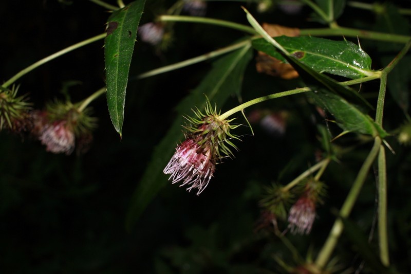 Cirsium funagataense
