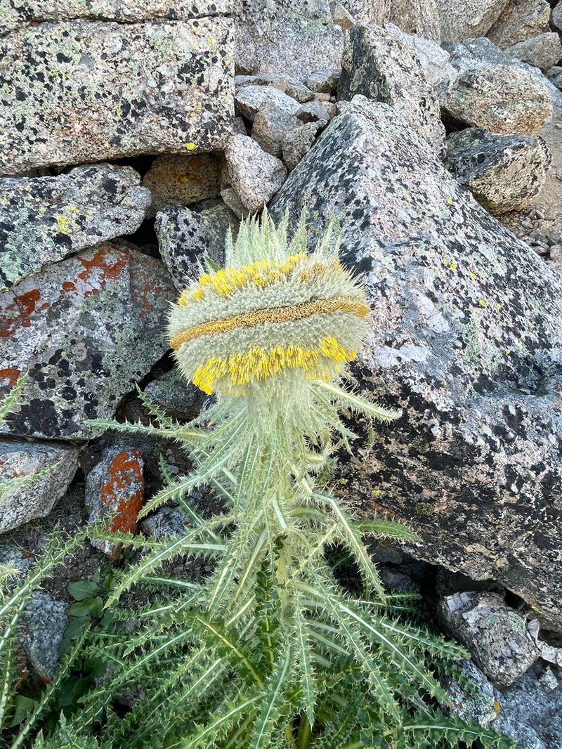 Cirsium funkiae photo 3