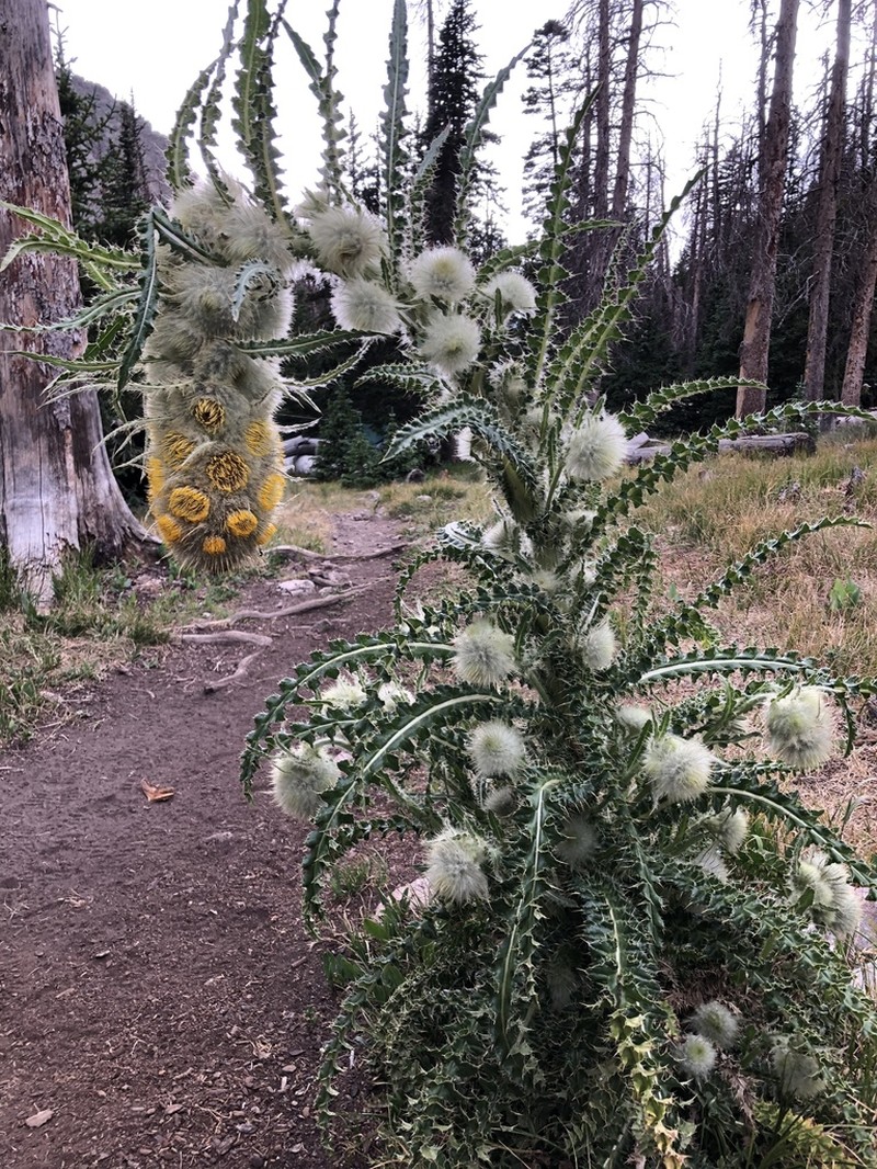 Cirsium funkiae photo 4