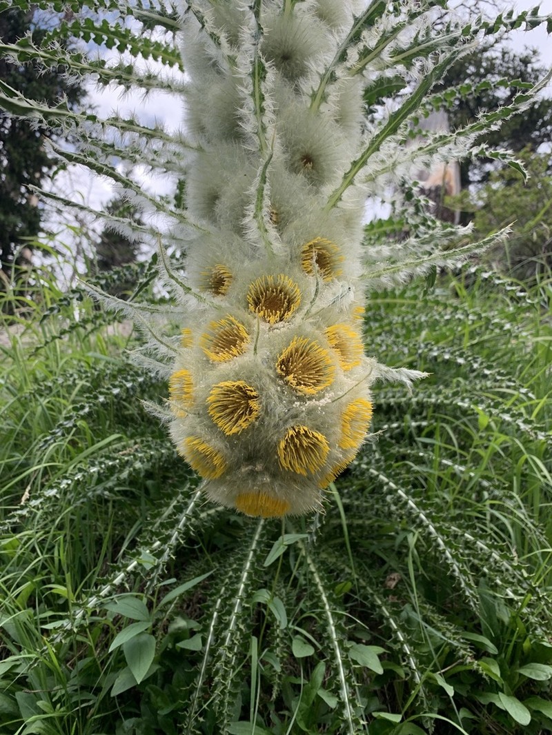 Cirsium funkiae photo 5