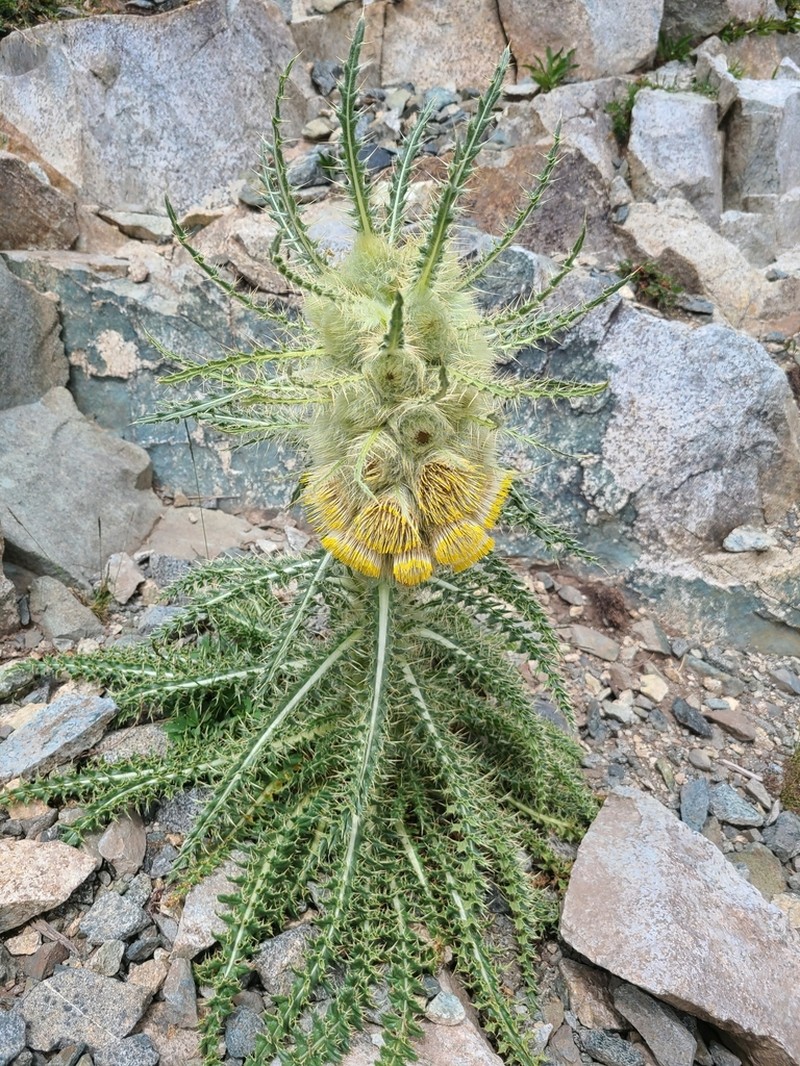 Cirsium funkiae photo 6