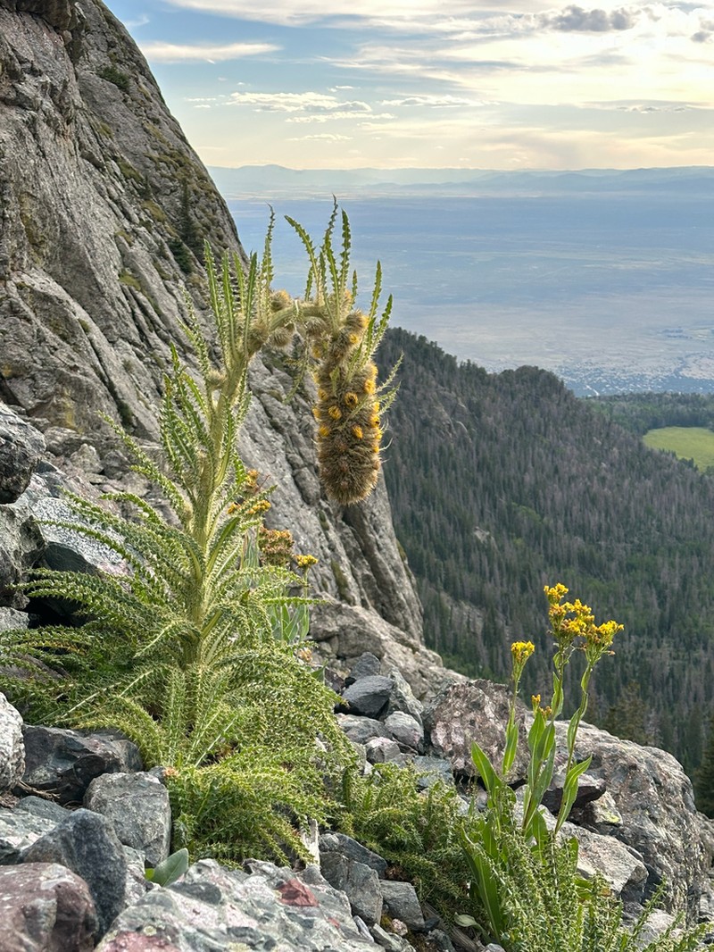 Cirsium funkiae photo 7