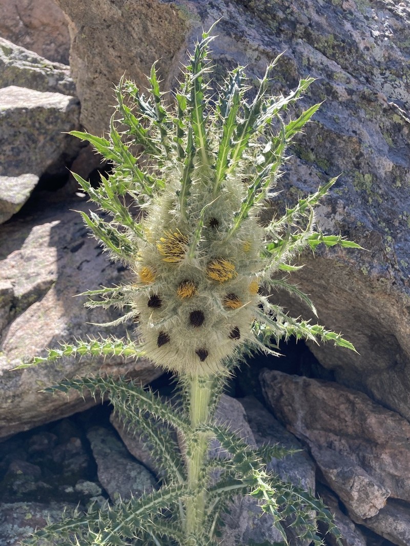 Cirsium funkiae photo 8