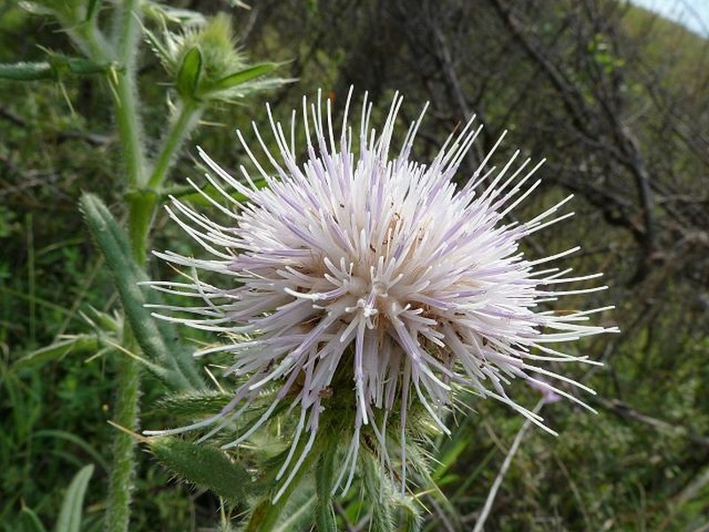 Cirsium furiens photo 2