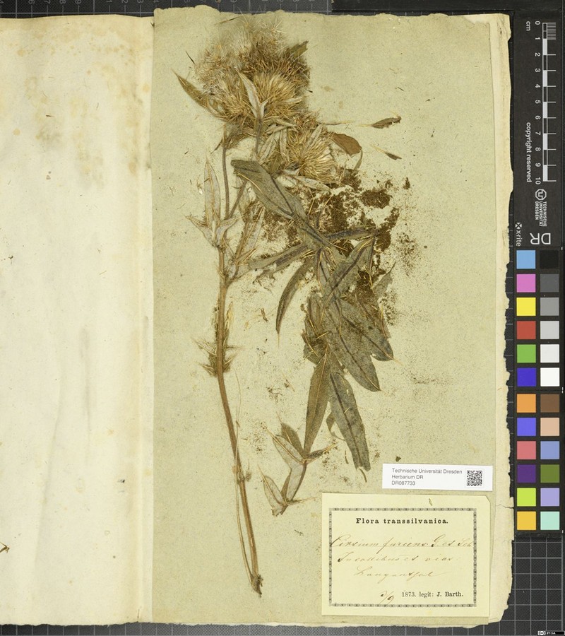 Cirsium furiens photo 3