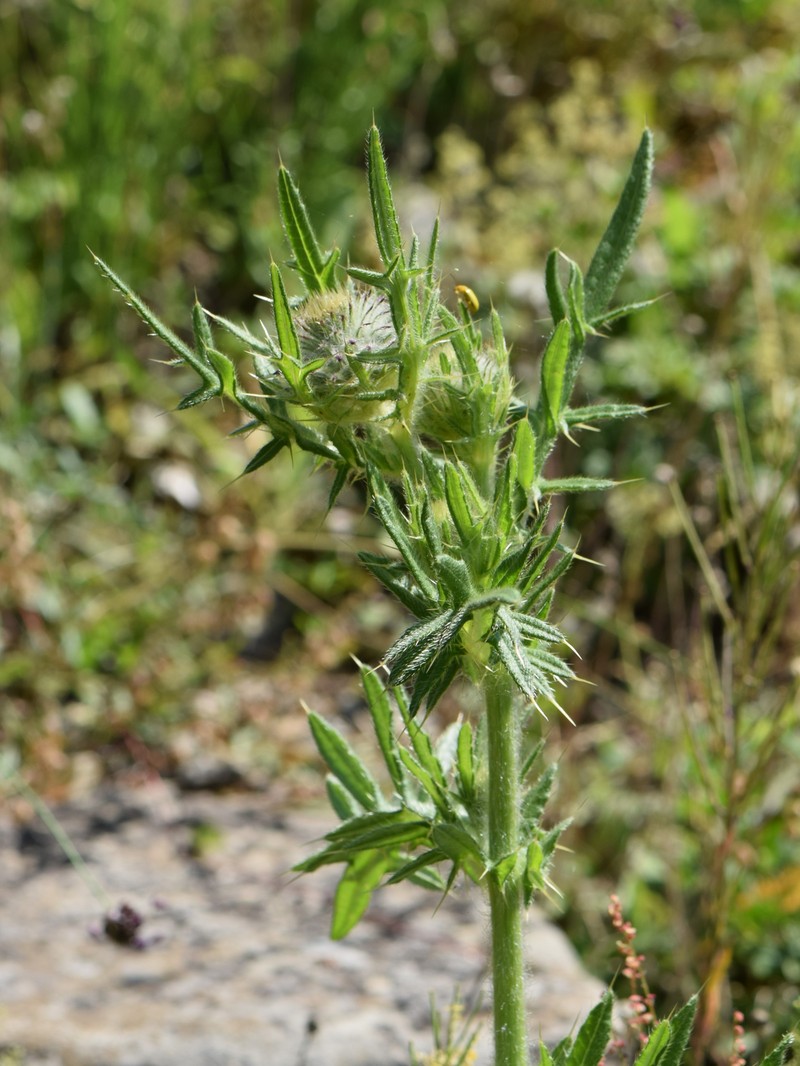Cirsium furiens