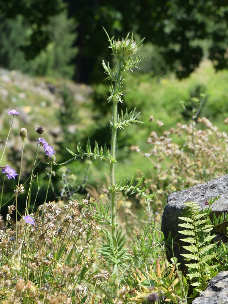 Cirsium furiens photo 4