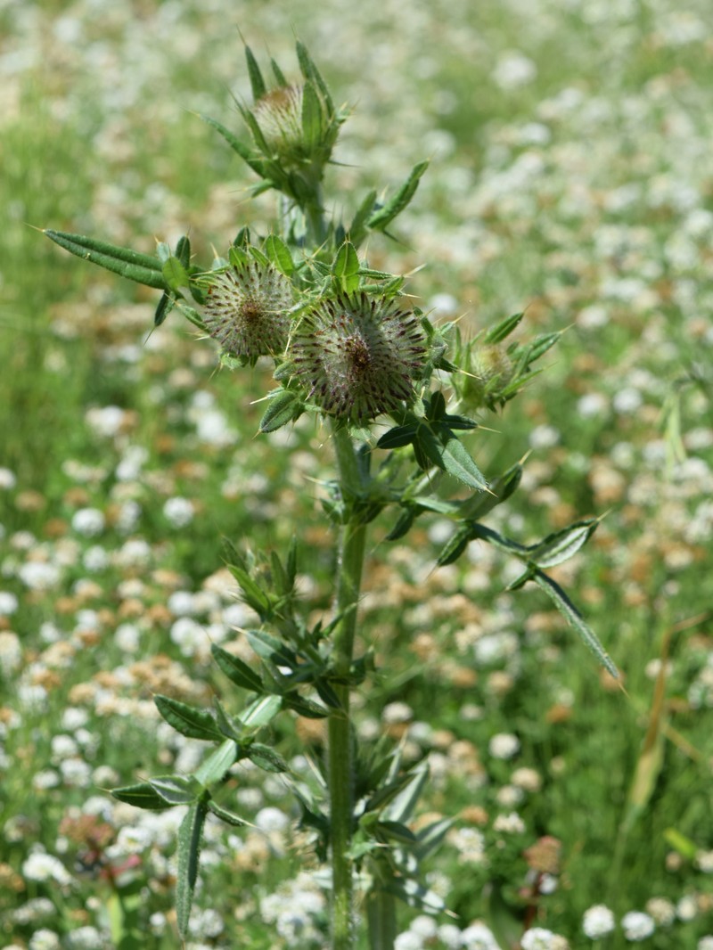 Cirsium furiens photo 5