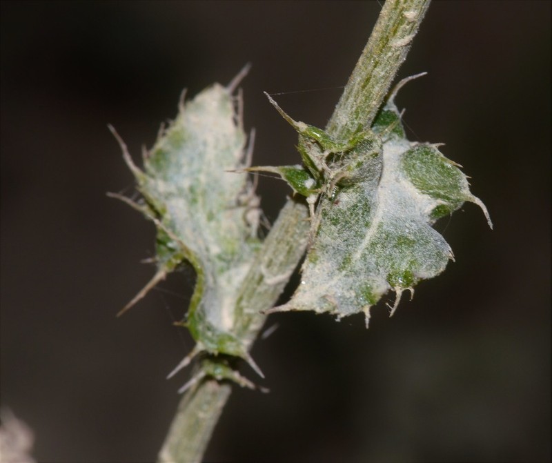 Cirsium gaditanum photo 2