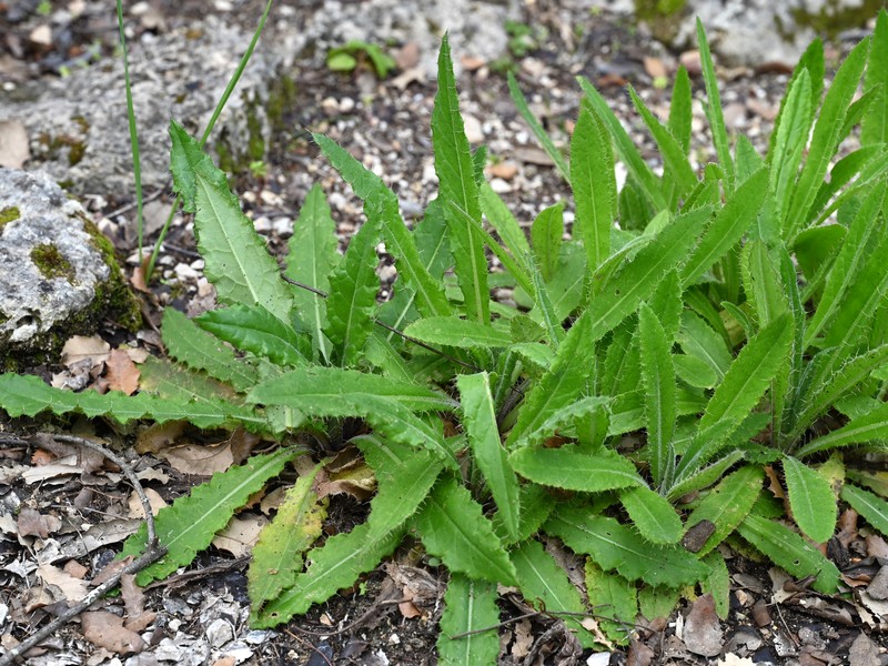 Cirsium gaditanum