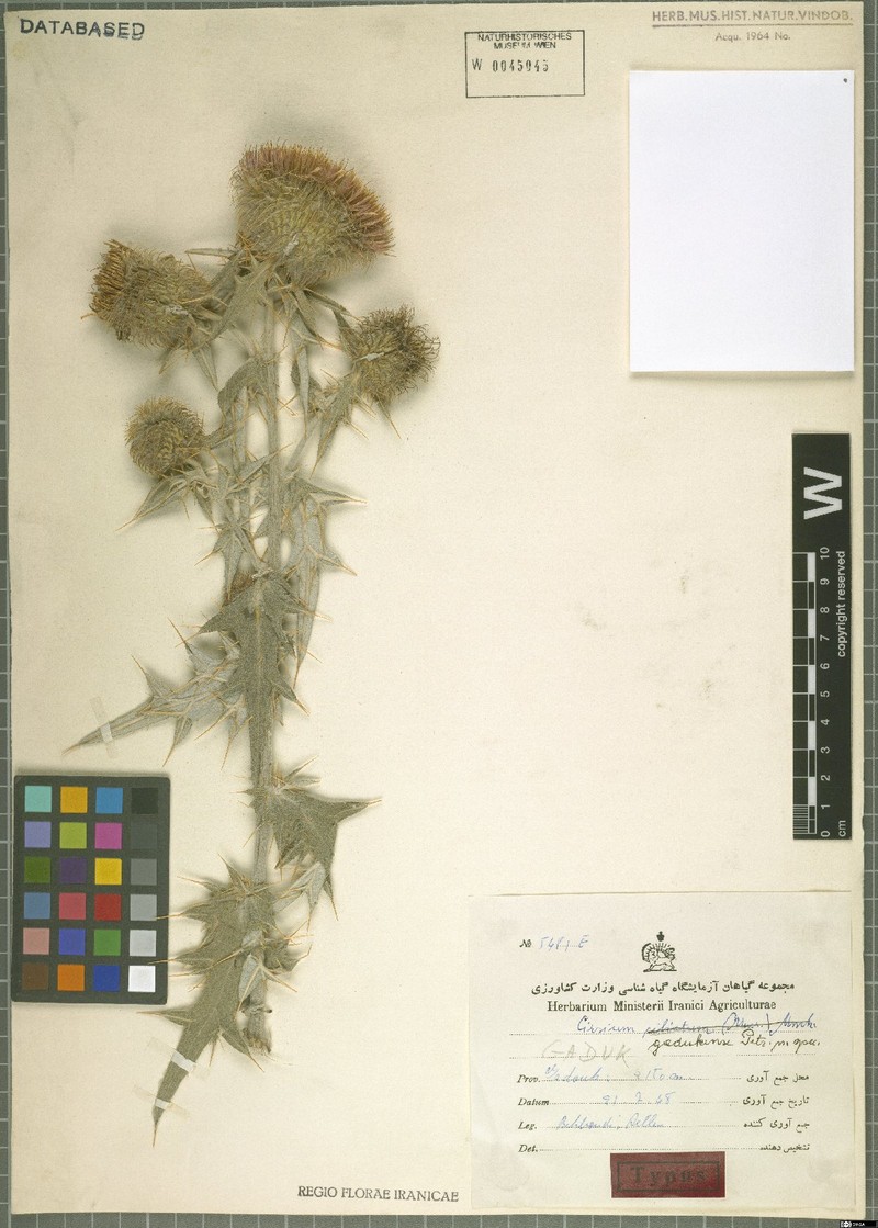 Cirsium gadukense
