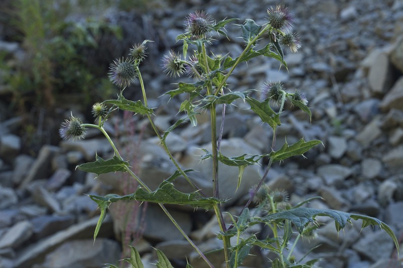 Cirsium gagnidzei