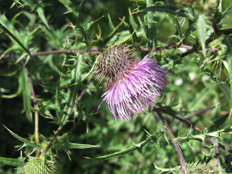 Cirsium gagnidzei photo 2