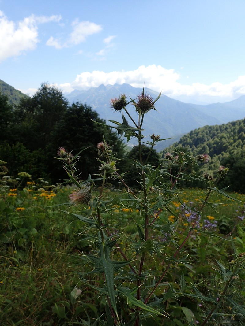 Cirsium gagnidzei photo 3