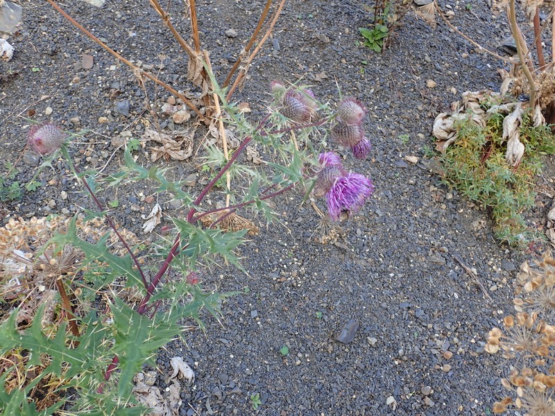 Cirsium gagnidzei photo 4