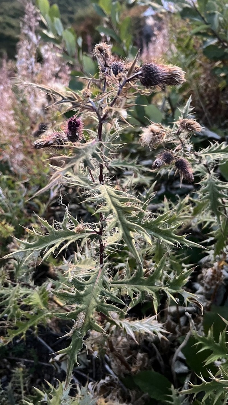Cirsium gagnidzei photo 5