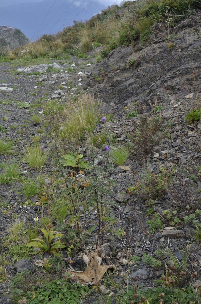 Cirsium gagnidzei photo 6
