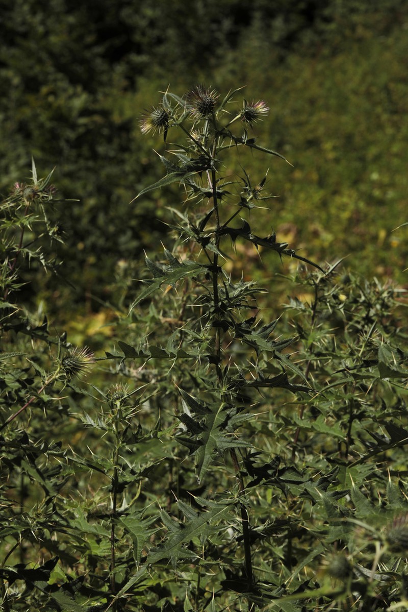 Cirsium gagnidzei photo 7