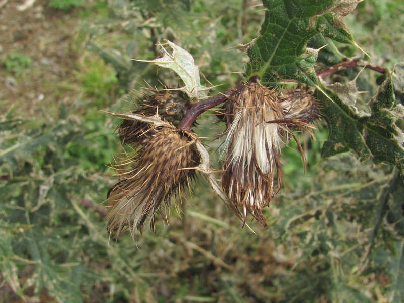 Cirsium gagnidzei photo 8