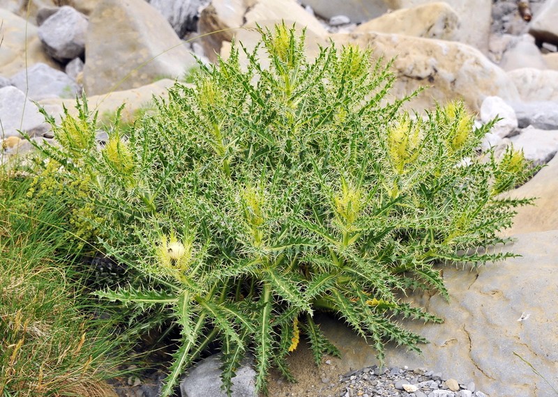 Cirsium glabrum photo 2