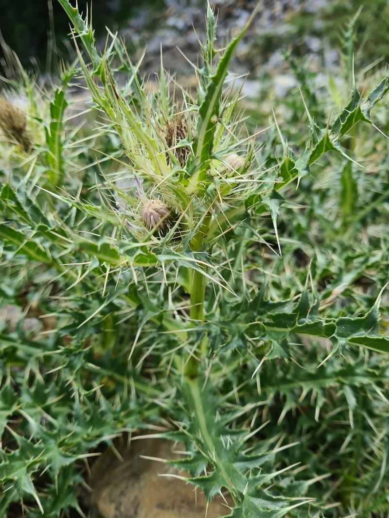 Cirsium glabrum photo 3