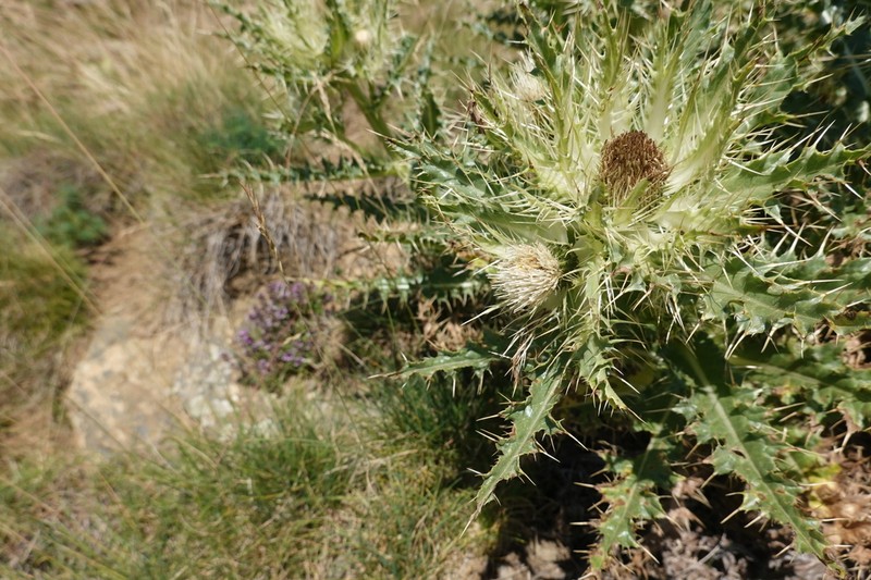 Cirsium glabrum photo 4