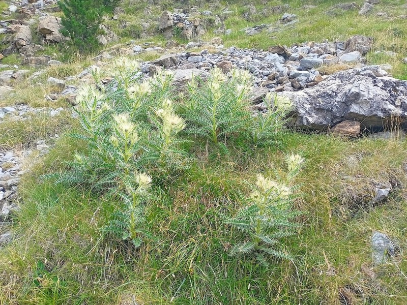 Cirsium glabrum photo 5