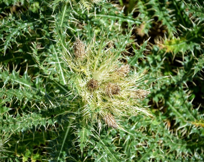 Cirsium glabrum photo 6