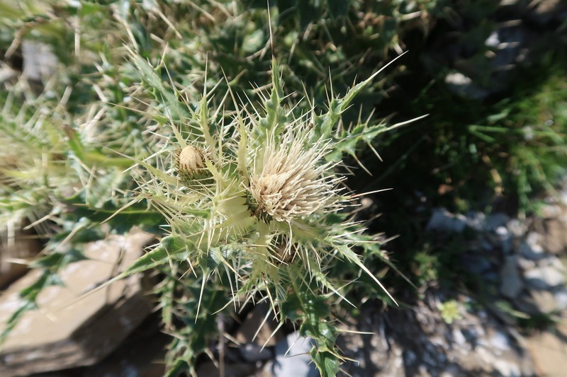 Cirsium glabrum photo 7