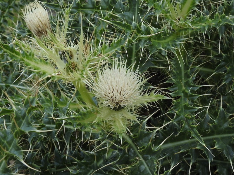 Cirsium glabrum photo 8