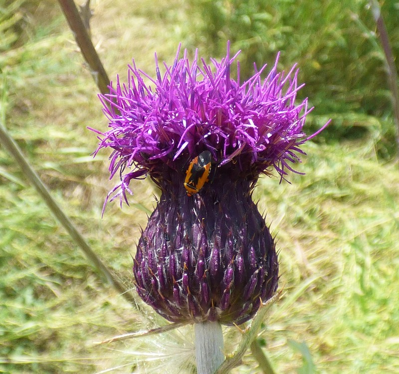 Graham's Thistle