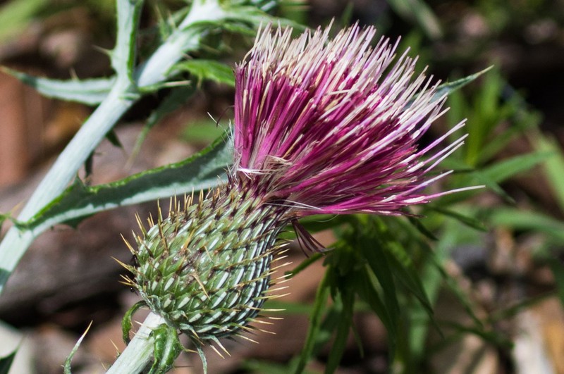 Graham's Thistle photo 2