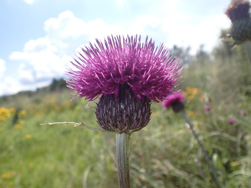 Graham's Thistle photo 3