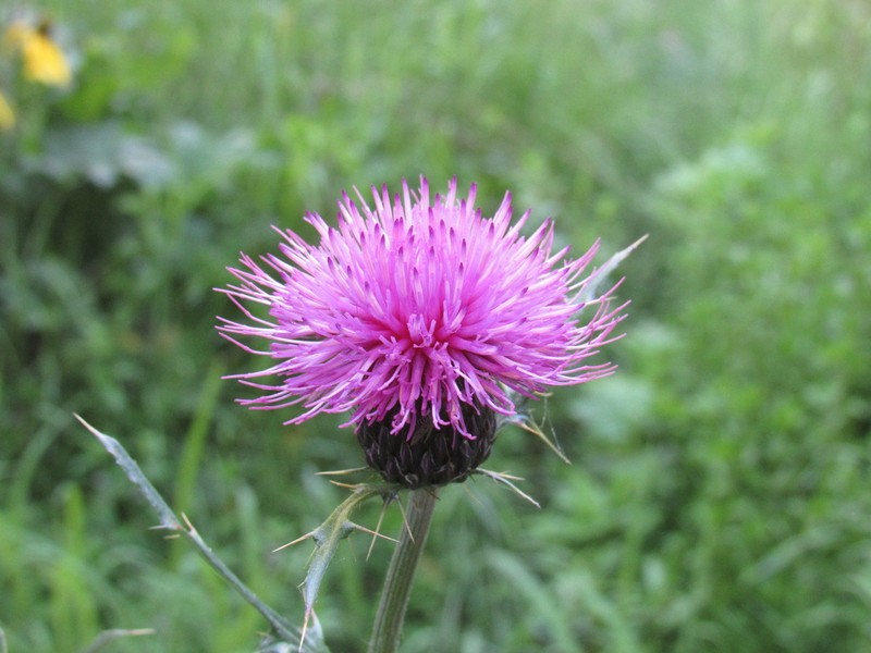 Graham's Thistle photo 4