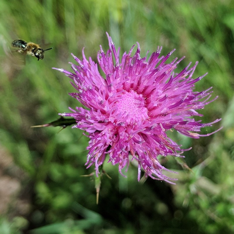 Graham's Thistle photo 5