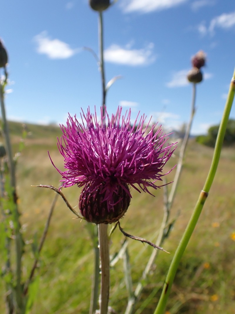 Graham's Thistle photo 6