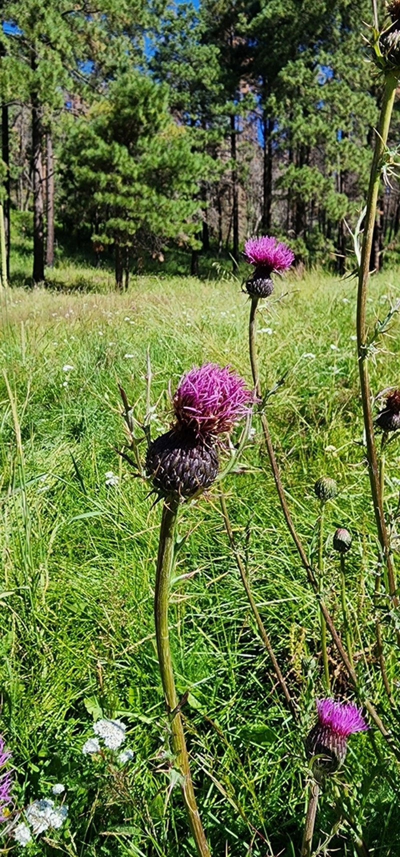 Graham's Thistle photo 7