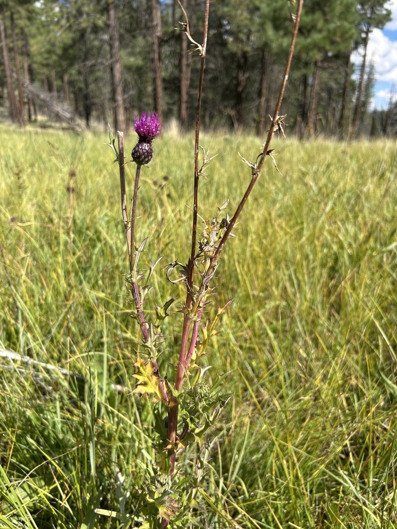 Graham's Thistle photo 8