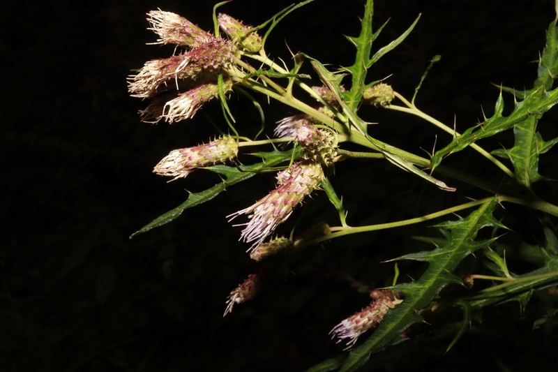 Cirsium gratiosum