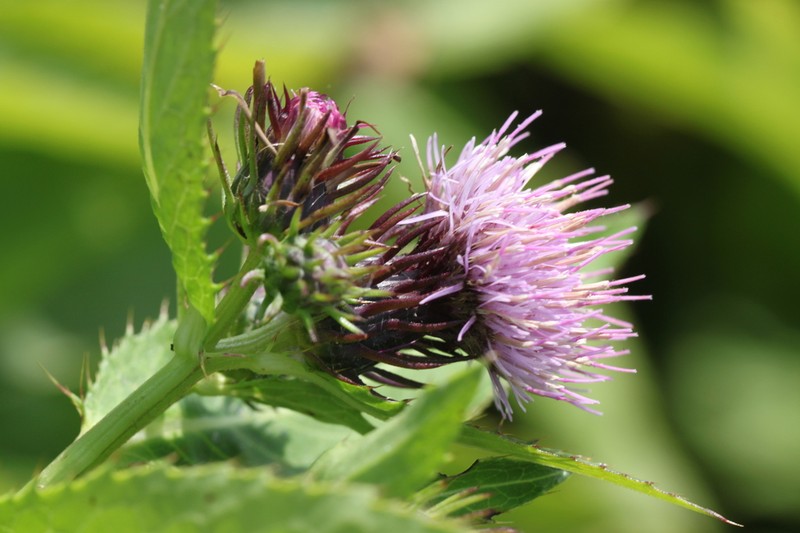 Cirsium grayanum