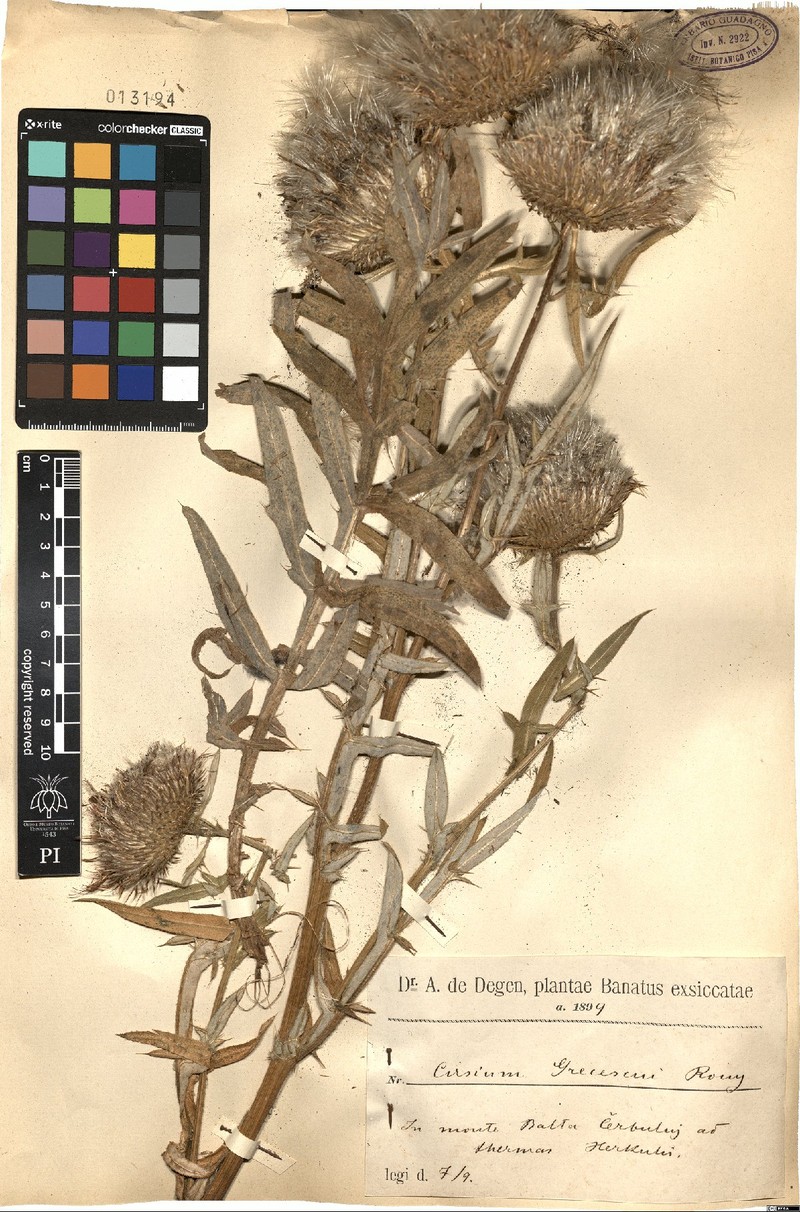 Cirsium grecescui