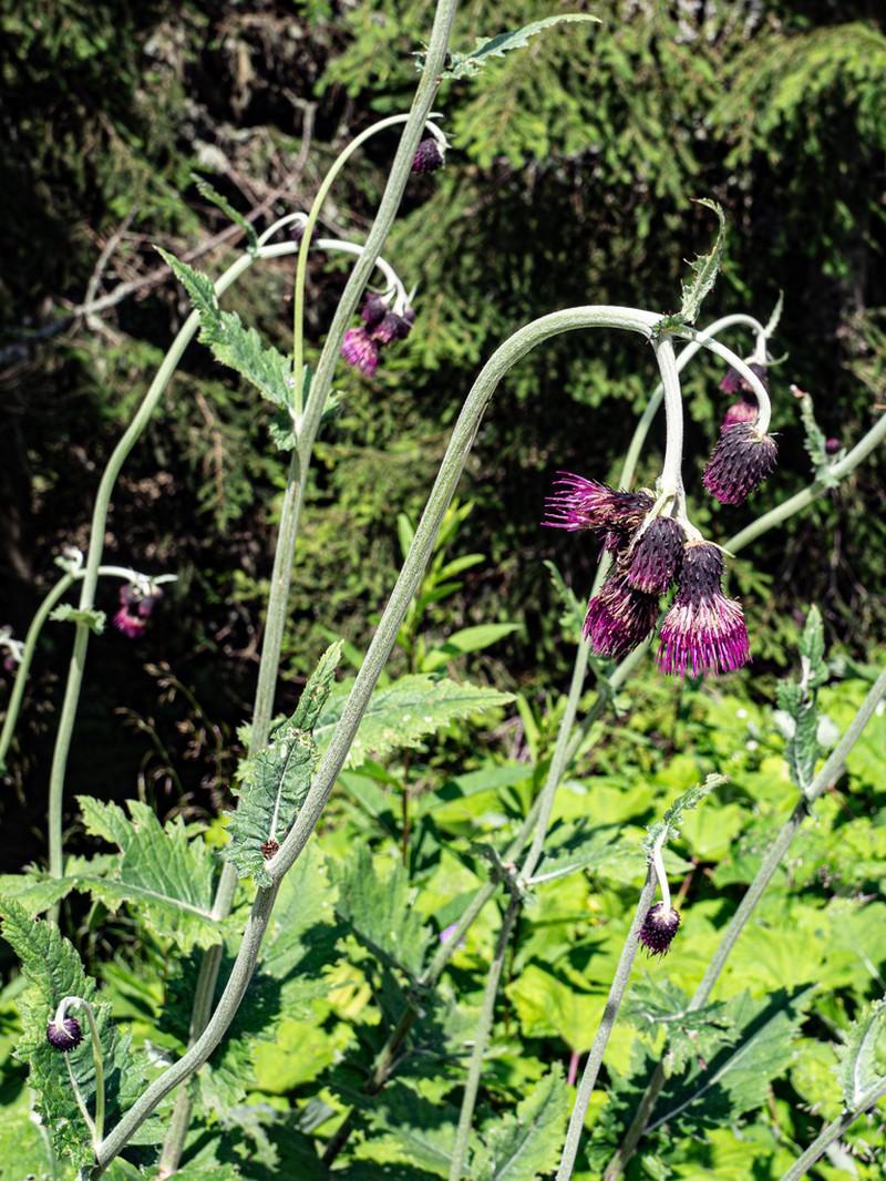 Cirsium greimleri