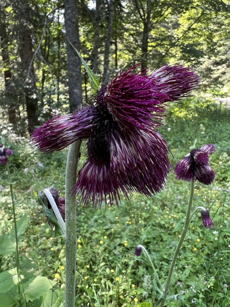 Cirsium greimleri photo 2
