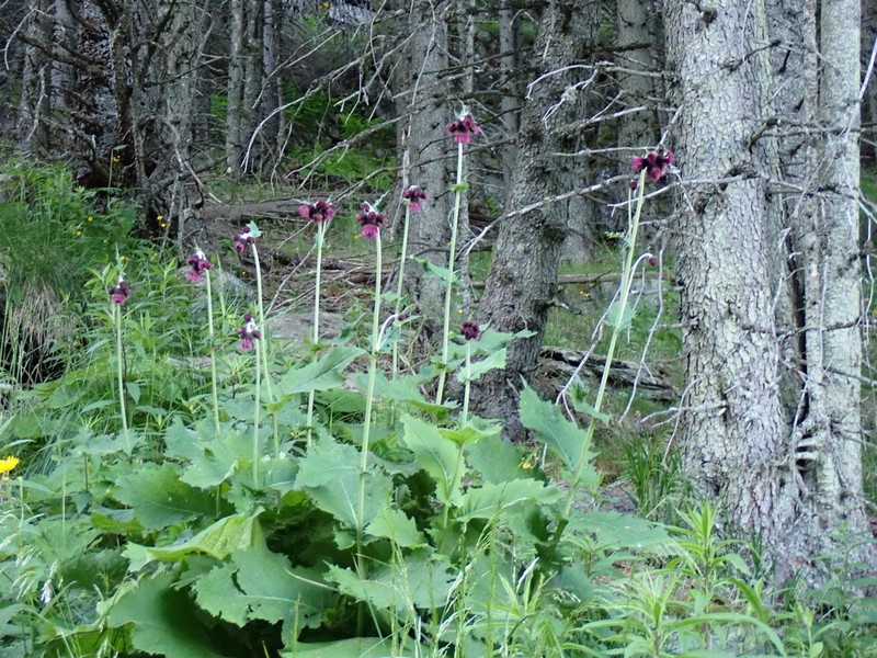 Cirsium greimleri photo 3