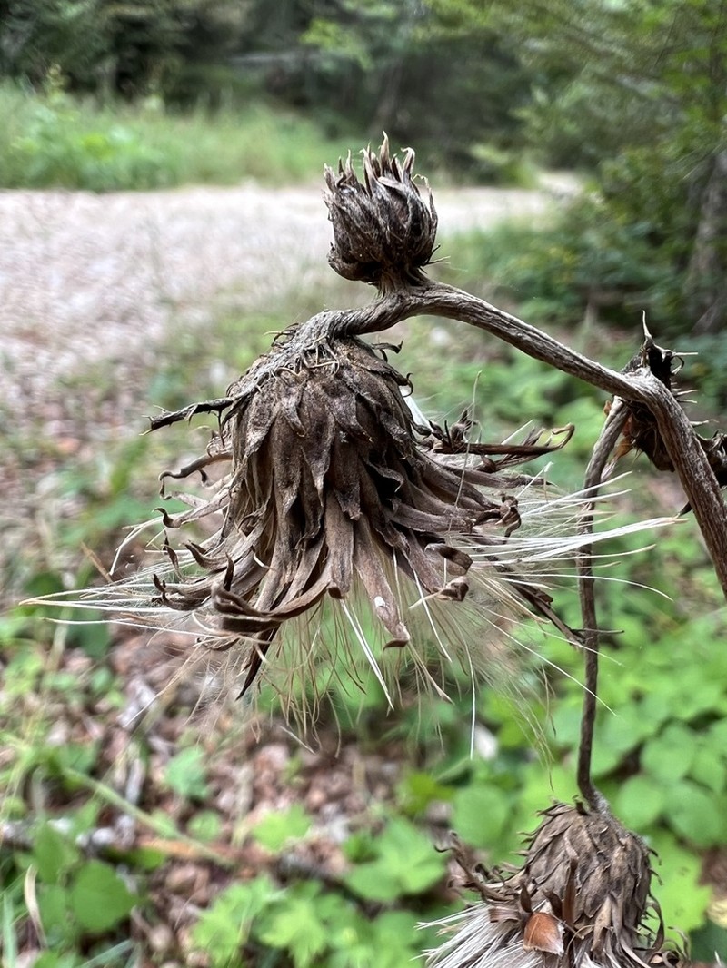 Cirsium greimleri photo 4