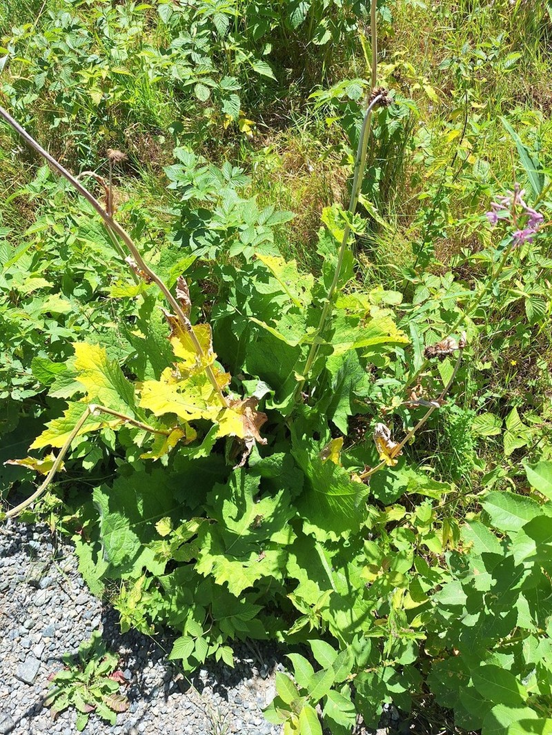 Cirsium greimleri photo 5