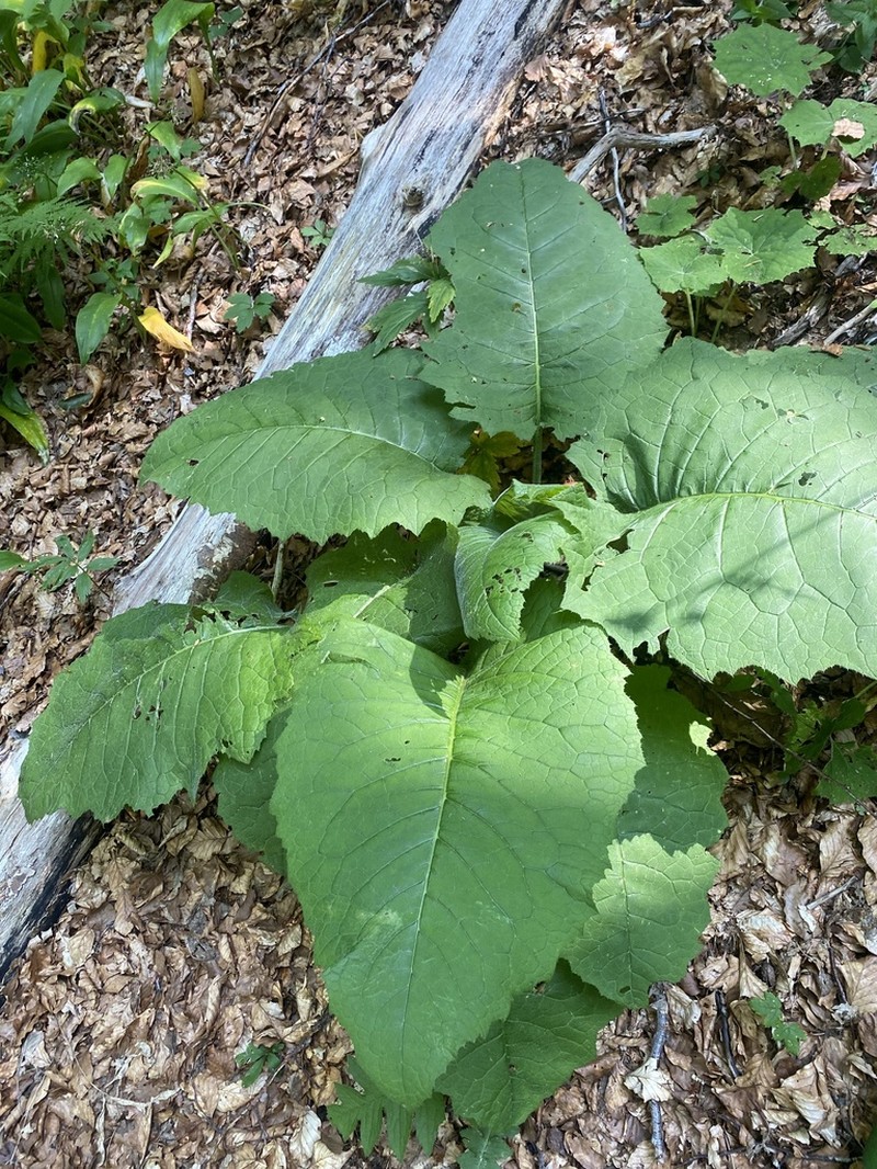 Cirsium greimleri photo 6