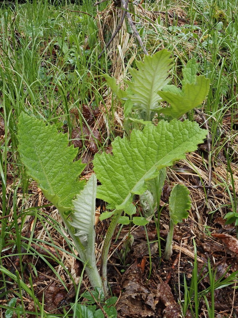 Cirsium greimleri photo 7