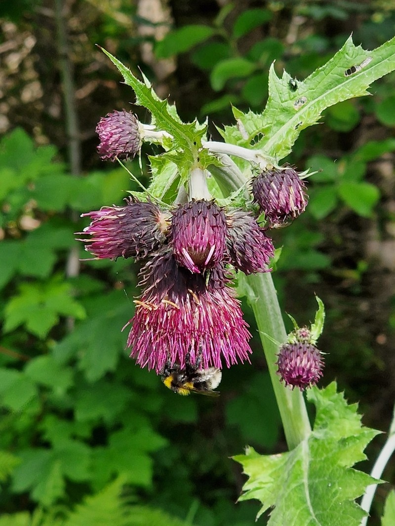 Cirsium greimleri photo 8